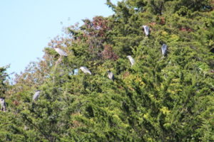 a lot of black-crowned night herons in trees; Cape May, NJ