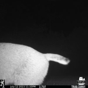 the rear end of an adult bobcat on trail cam July 12, 2023
