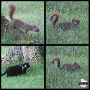 collage: 3 images of a squirrel at the base of the tree and then in the grass; one image of black cat Gus sneaking up to the tree.