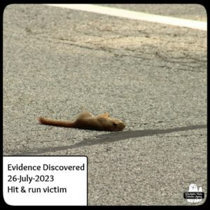 dead squirrel in road