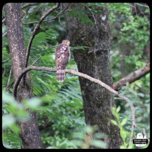 Cooper's Hawk back view on a thin tree branch