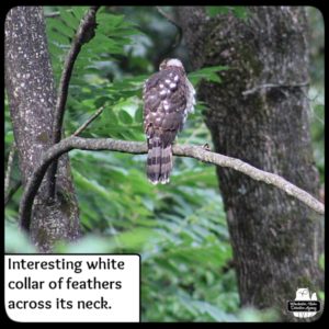 Cooper's Hawk seen from the back on thin tree branch