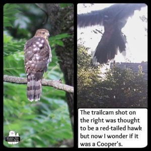 side by side comparison of Cooper's Hawk taken in person vs trailcam