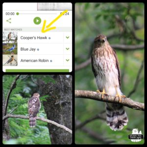 Cooper's Hawk on a thin tree branch - front and back views with Merlin app ID