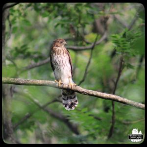 Cooper's Hawk on a thin tree branch