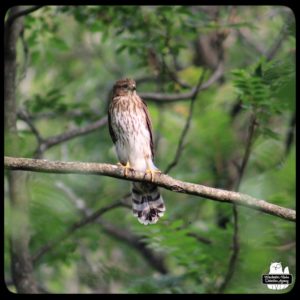 Cooper's Hawk on a thin tree branch