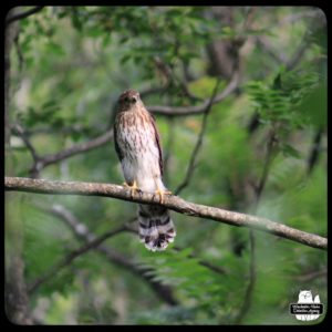 Cooper's Hawk on a thin tree branch