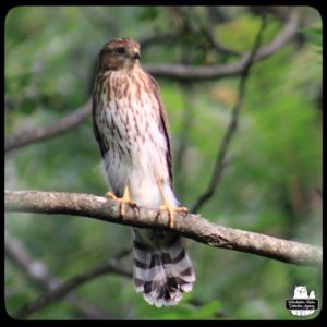 Cooper's Hawk on a thin tree branch