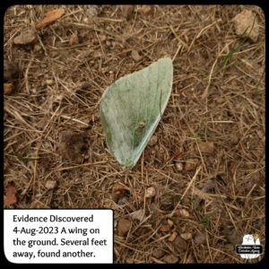 luna moth wing on the ground