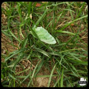 luna moth wing in grass