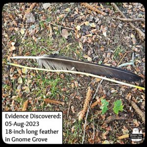 huge feather on ground next to measuring tape
