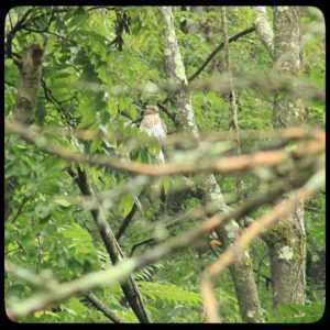 Cooper's Hawk on a tree branch seen through the woods