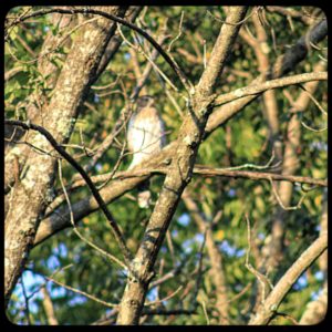 out of focus shot; Cooper's Hawk on a dead tree branch