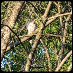 Cooper's Hawk on a dead tree branch