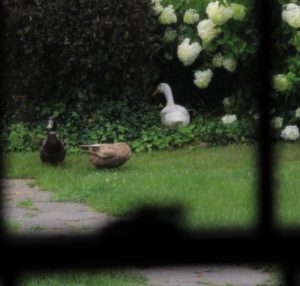3 ducks in the grass as seen through window