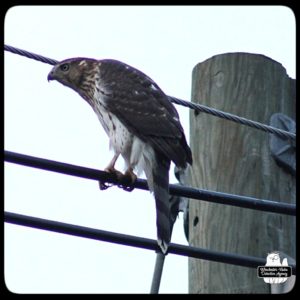 Cooper's Hawk on utility wire