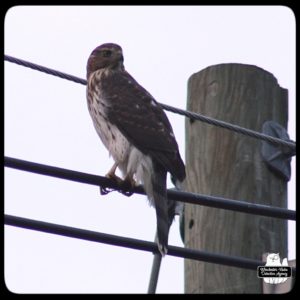 Cooper's Hawk on utility wire