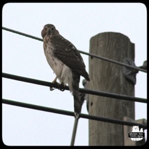 Cooper's Hawk on utility wire
