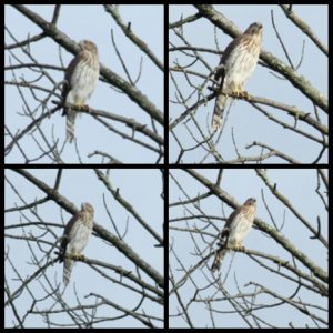 collage of four images of Cooper's Hawk on dead tree branch Aug 18, 2023