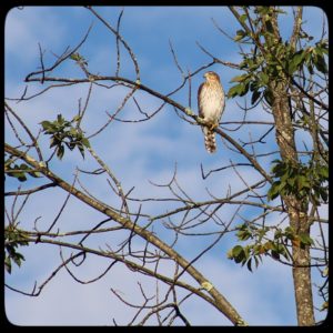 Cooper's Hawk in tree branch in the open