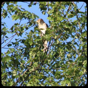 Cooper's Hawk in tree with leaves