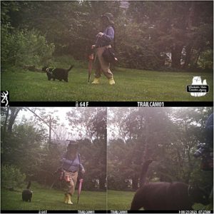 collage of Amber and Gus walking in front of trailcam 1