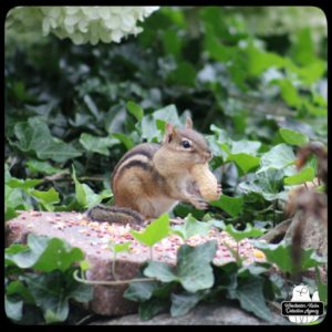 chipmunk on rock wall brick with a peanut going into her mouth