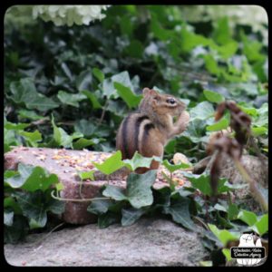 chipmunk on ivy-covered rock wall holding a peanut