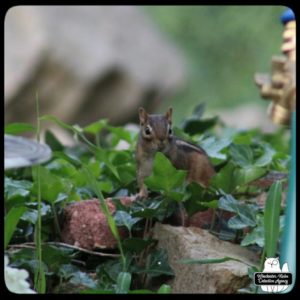 chipmunk on ivy-covered rock wall