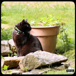 black cat Gus sitting at the top of patio stairs but looking back over his shoulder