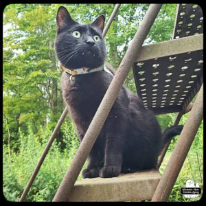 black cat Gus outside on metal staircase