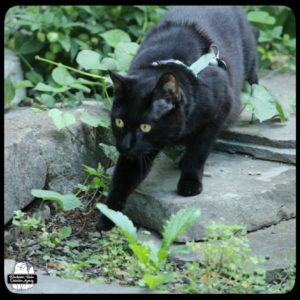 black cat Gus stalking over stones in patio