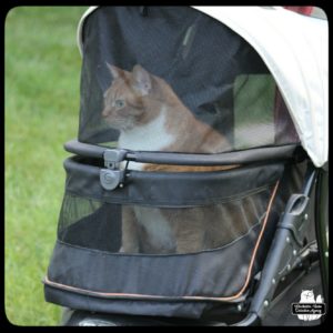orange and white cat Oliver in his stroller outside