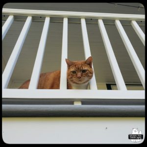 orange and white tabby Oliver looking down through balcony railing