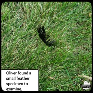 black feather in grass