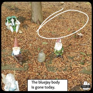 Gnome Grove with circled area showing that the blue jay corpse is gone