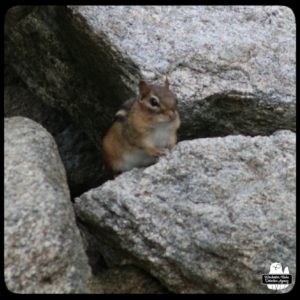 chipmunk on rock wall