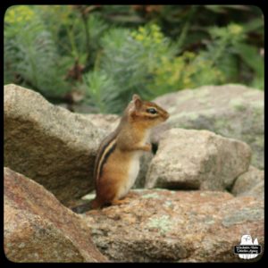 chipmunk on rock wall