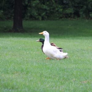 3 ducks in the grass