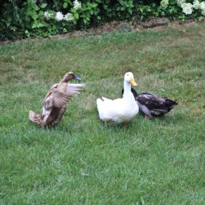 3 ducks in the grass