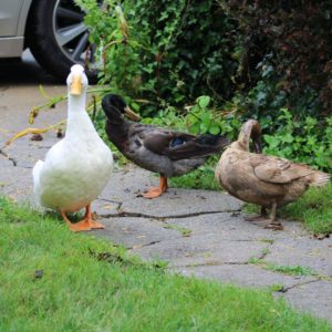 3 ducks on stone path