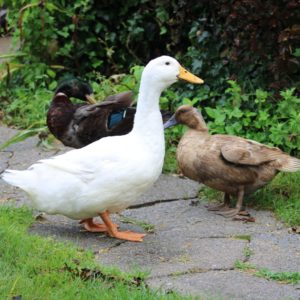 3 ducks on stone path