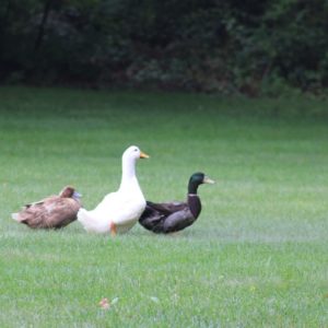 3 ducks in the grass