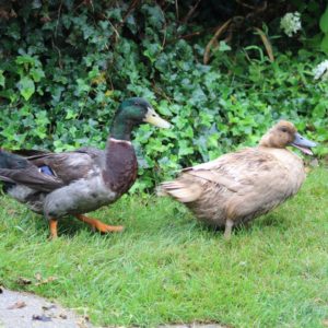 male and female mallard ducks in grass
