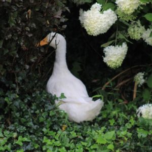 white duck in ivy