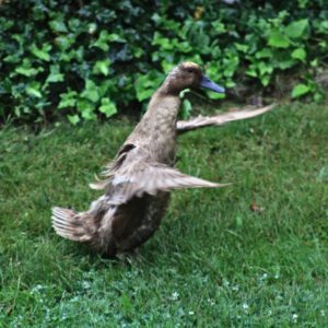 female mallard duck spreading wings