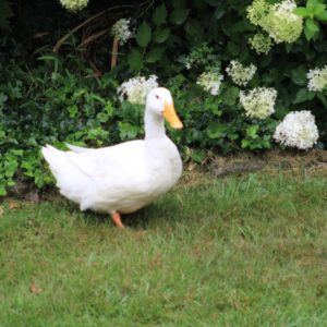 white duck in the grass