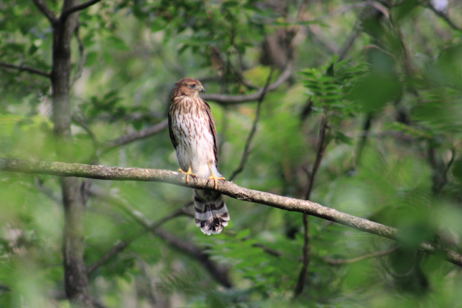 Cooper's Hawk on a thin tree branch