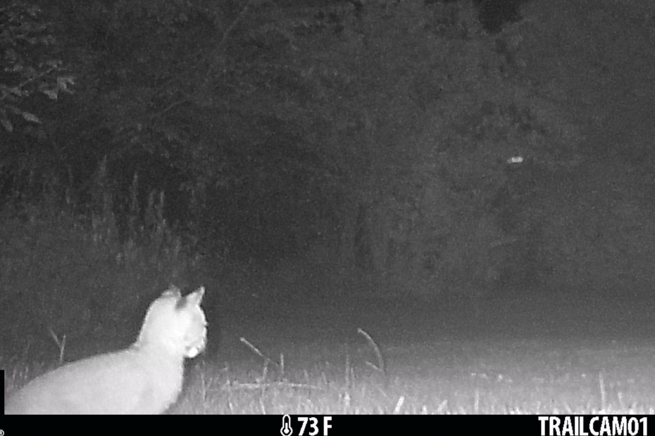 black and white trail camera night image of a tiny bobcat kitten