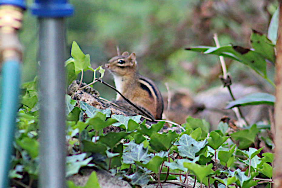 chipmunk on ivy-covered rock wall